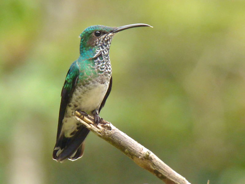 File:Florisuga mellivora (Colibrí collarejo) - Hembra (16804870887).jpg