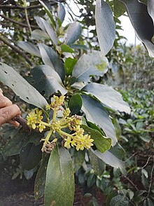 Flower of Avocado Flower of Avocado 2.jpg