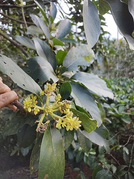 File:Flower of Avocado 2.jpg