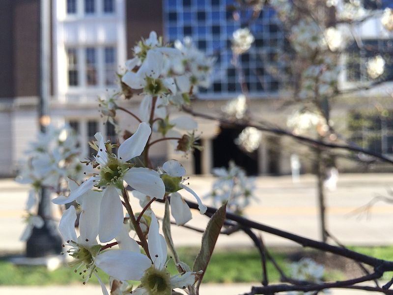 File:Flowering trees outside Cambell Hall 1.jpg