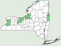 Foeniculum vulgare NY-dist-map.png
