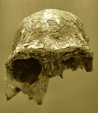 <span class="mw-page-title-main">KNM ER 3883</span> Fossilized skull