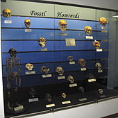 Fossil hominid evolution display at The Museum of Osteology, Oklahoma City, Oklahoma, US Fossil hominids.jpg