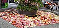 Fountains full of flowers, Zurich (1)