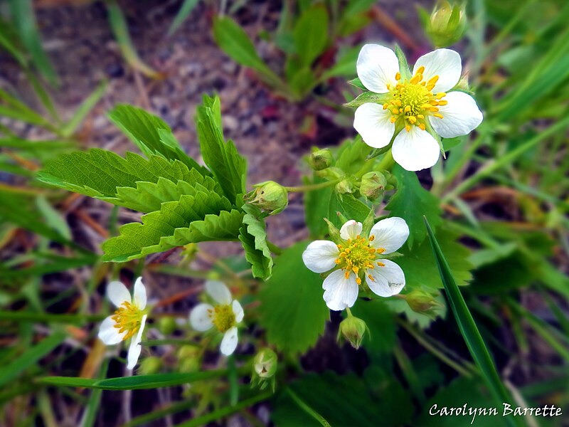 File:Fragaria vesca (Rosaceae).JPG