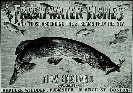 alt= THE FRESH-WATER FISHES AND THOSE ASCENDING THE STREAMS FROM TO SEA. BRADLEE WHIDDEW, PUBLISHER- 18 ARCH ST. BOSTON