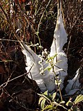 Ледено цвете върху стъбло на Verbesina alternifolia в южната част на Мисури