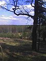 The Mikołeska wood seen from the hill (East)