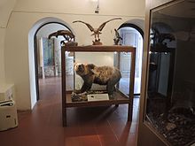 Orso bruno marsicano imbalsamato ed esposto presso il museo dell'orso di Gagliano Aterno