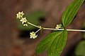 Galium oreganum