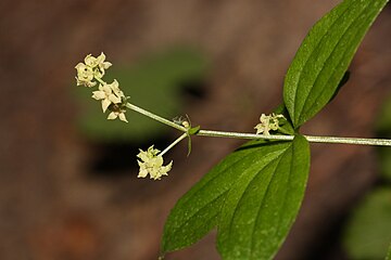 Galium oreganum