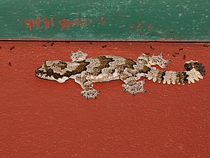 Gekko kaengkrachanense, Kaeng Krachan Flying Gecko.jpg