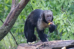 Yellow-breasted Capuchin 2.JPG