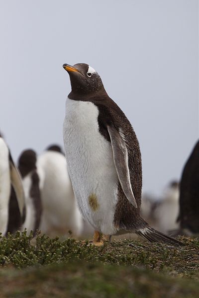 File:Gentoo Penguin (4313125472).jpg