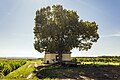 * Nomination St. Gertrude's chapel and "chapel lime tree" natural monument near Gerolzhofen (in strong backlight) --Plozessor 03:58, 1 June 2024 (UTC) * Promotion  Support Good quality. --XRay 05:15, 1 June 2024 (UTC)