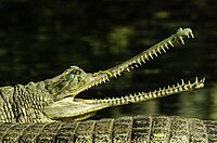 Gharial Ralishing.jpg