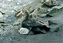 Giant petrel with chicks.jpg