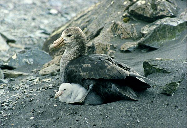 Giant petrel with chick in Antarctica