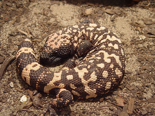 Gila monster2