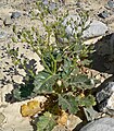 Gilia latifolia 7.jpg