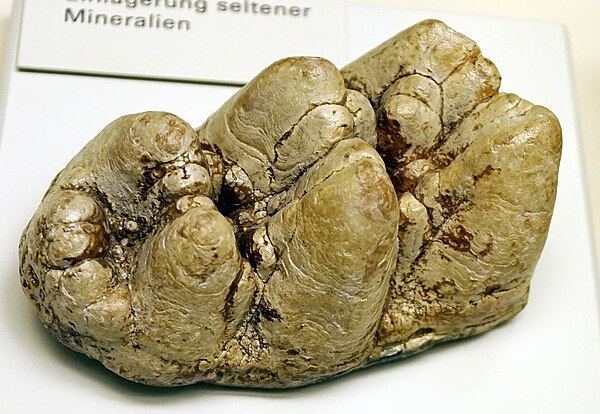 Largely unworn molar of Gomphotherium angustidens, a "trilophodont gomphothere"