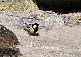 Green-backed Tit- about to take plunge in water I IMG 6452.jpg