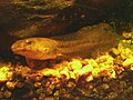 Green frog (Lithobates clamitans) tadpole