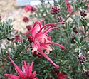 Grevillea Kış Lokumu.jpg