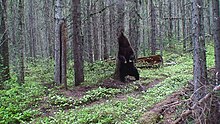 A grizzly bear rubbing a tree Grizzly bear rubbing on a tree (Northern Divide Grizzly Bear Project) (4428171412).jpg