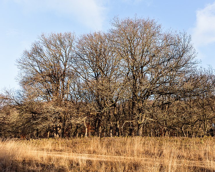File:Groep eiken aan de bosrand. Locatie, Kroondomein Het Loo. 25-12-2020 (actm.) 02.jpg