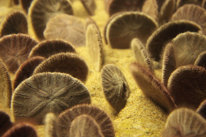 File:Group of Sand dollars in Monterey Bay Aquarium.jpg