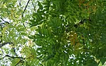 Thumbnail for File:Gymnocladus dioicus, Chicago 05.jpg