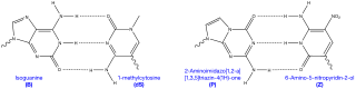 八文字DNA新碱基对