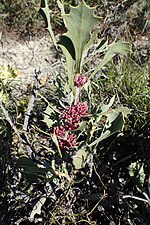 Thumbnail for Hakea neospathulata