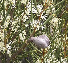 Hakea newbeyana.jpg