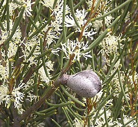 Цветущая Hakea newbeyana в районе озера Кинг.