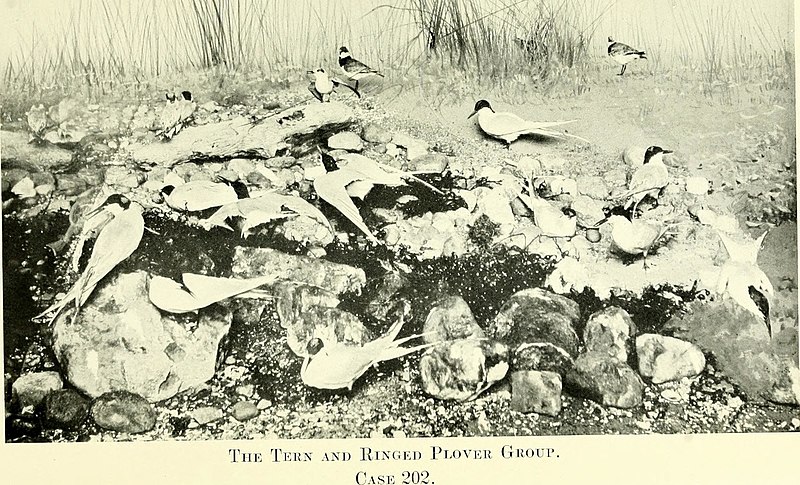 File:Handbook and guide to the British birds on exhibition in the Lord Derby Natural History Museum, Liverpool (1914) (14770678693).jpg