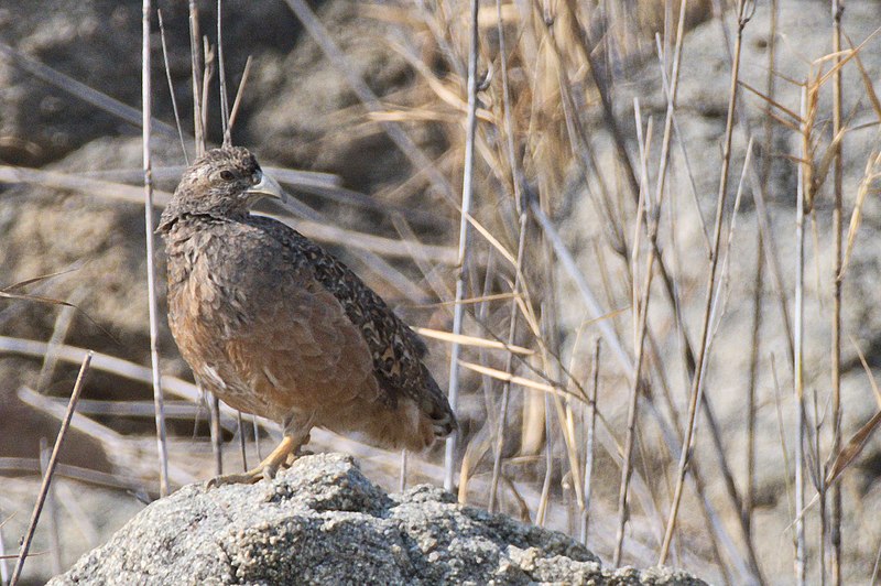 File:Hartlaub-s Spurfowl 143ND500 DSC0583.jpg