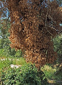 Hedera helix 20091010.jpg