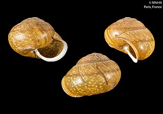 <i>Arianta arbustorum</i> Species of gastropod