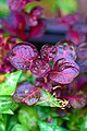 Herbst's bloodleaf (Iresine herbstii).