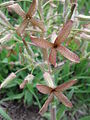 Hesperis tristis; gallows hill Oberstinkenbrunn, Lower Austria; on dry grassland