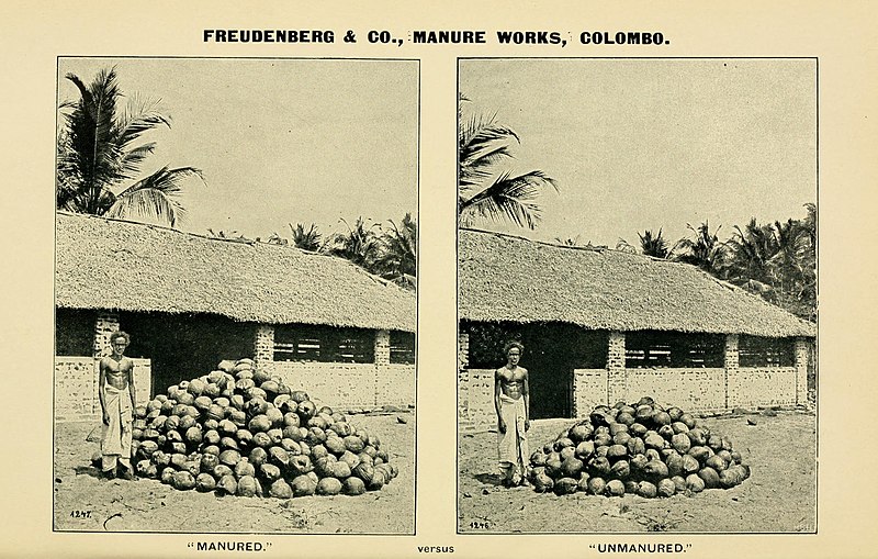 File:Hevea brasiliensis, or Para rubber, its botany, cultivation, chemistry and diseases (1906) (14763562964).jpg