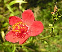 Hibiscus aponeurus