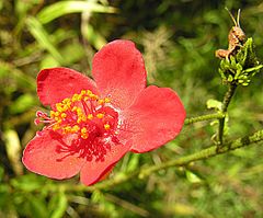 Hibiscus Aponeurus