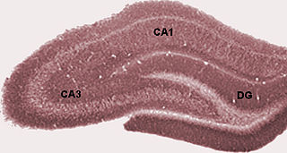 Dentate gyrus Region of the hippocampus in the brain