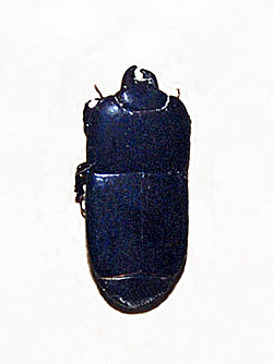 Histeridae - Platylister foliaceus.JPG