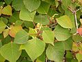 Homalanthus populifolius