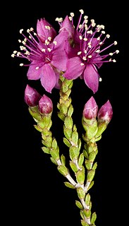 <i>Homalocalyx</i> Genus of flowering plants