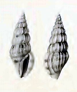 <i>Horaiclavus madurensis</i> Species of gastropod